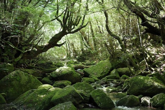 forest
