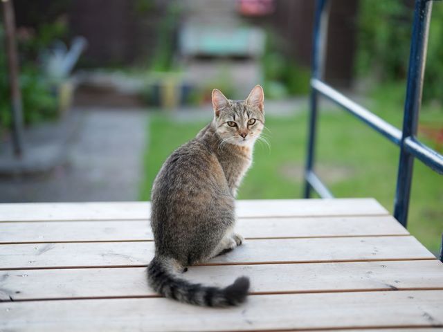 ネコ