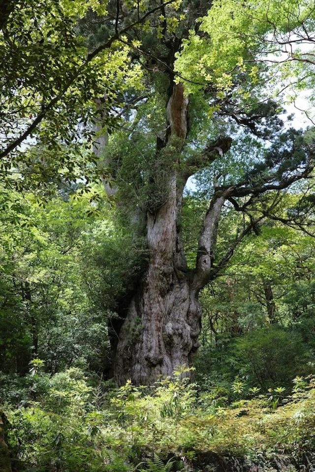 jomon-cedar