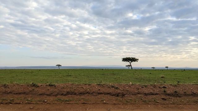 サファリの風景